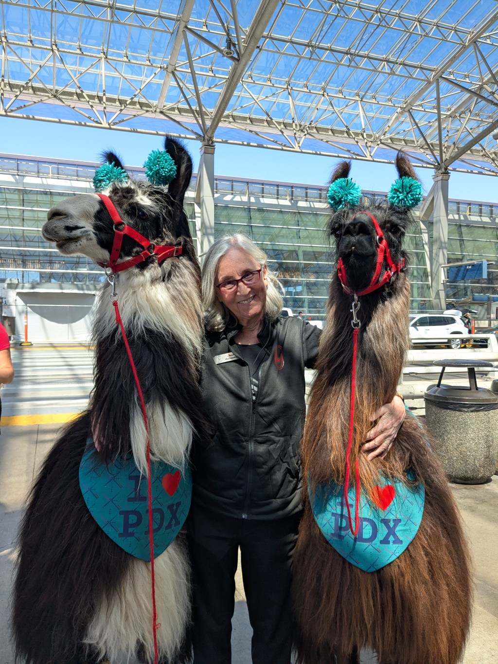 Connecting Through Stories: An Airport Llama&nbsp;Adventure